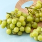 [초록자연] 껍질째 먹는 청포도 1kg